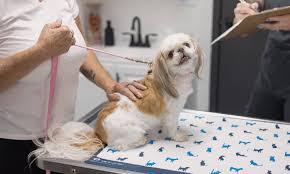 Allergies & Dermatology | Jenison, MI | Jenison Animal Hospital