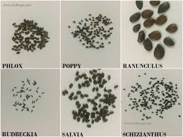 flower seed identification chart flowers perennials