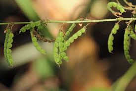 Image result for Pleurolobus