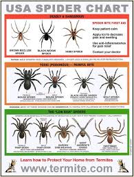 Its one bite has got the capacity to kill a human being. Spider Bites 6 Natural Treatments Tips To Avoid Getting Bit