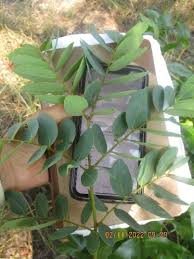 Image result for Pteleopsis anisoptera