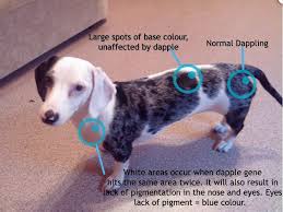 Double Dapple Dachshund Welcome To The Sausage Dog World