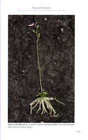 Image result for Genlisea africana