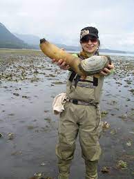 The Geoduck Clam Gooey Duck Is A Giant Clam Found In Salt Water Around The Coasts Of The Pacific Northwest Hello Seattle Puget Sound Washington State