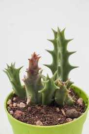 Image result for Orbea carnosa