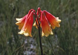 Festive Australian Native Plants For Christmas Australian Flowers Flower Pot Design Australian Native Plants