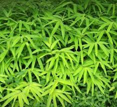 Image result for Pleioblastus fortunei