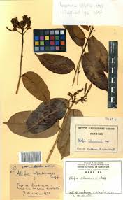 Image result for Farquharia elliptica
