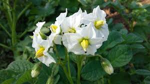 Image result for Solanum tuberosum