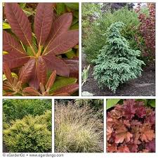 Rhododendron Elizabeth Ostbo Common Name Elizabeth Ostbo Rhododendron Egardengo Plants Pergola Planter Cool Plants