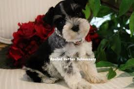 Black And Silver Miniature Schnauzer Teacup Puppies Toy Schnauzers Teacup Schnauzer Puppies For Sale Schnauzer Puppy Teacup Puppies Schnauzer