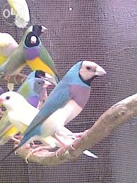 Gouldian Finches For Sale Philippines Find New And Used Gouldian Finches On Olx Gouldian Finch For Sale Reptiles And Amphibians Animal Lover