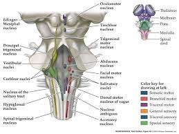 Choose usage printed publication (book, brochure, journal, etc.) brainstem. Brainstem Cranial Nerve Nuclei Cranial Nerves Cranial Nerves Mnemonic Nerve