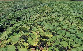 Regular cucumbers often produce vines as long as 8 to 10 feet. Why Pumpkins Need Space To Grow