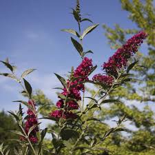 Découvrez notre sélection des arbres poussant rapidement. Petite Liste D Arbustes A Croissance Rapide Ooreka