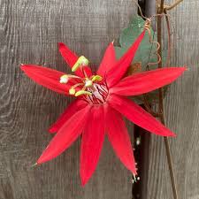 Image result for Passiflora sanguinolenta