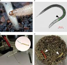 There were significant differences in the previous studies have shown that a number of factors contribute to invasion success of exotic. Engineering Bacterial Symbionts Of Nematodes Improves Their Biocontrol Potential To Counter The Western Corn Rootworm Nature Biotechnology