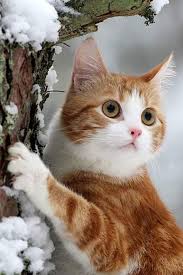 Nihal Ordu Adli Kullanicinin Akediler Panosundaki Pin Cute Kittens Guzel Kediler Cok Sirin Hayvanlar
