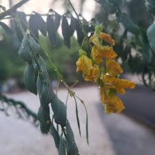 Image result for Sesbania goetzei