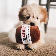 Dogs Stuffed Animals On Instagram When I Ve Been A Very Good Boy I Get Some Mutella Goldendoodwinston Nute Dog Stuffed Animal Like Animals Dogs