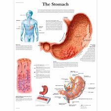 The Stomach Chart