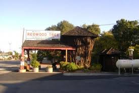Ukiah Ca Giant Redwood Stump Made Into A Little Gas Station Originally Opened In 1936 Too Cool Ukiah California Vacation California Travel