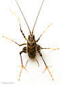 Greenhouse camel crickets (diestrammena asynamora), like the one seen here, are native to asia but are now more common than domestic camel cricket the researchers asked the public whether they had camel crickets (also known as cave crickets) in their homes and, if so, to send in photos or mail. Species Diestrammena Japanica Japanese Camel Cricket Bugguide Net
