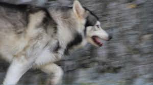 Meet The Direwolves From Game Of Thrones Winterfell Tours Strangford Discover Northern Ireland