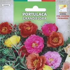 Check spelling or type a new query. Busta Sementi Fiori Portulaca Grandiflora Piante E Sementi Maury S Online Official Store