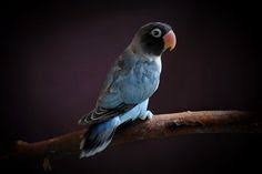 Mnciptakan krindahan untuk yg terindah#caramenggambarburunglovebird#tutorial. 110 Ide Love Bird Burung Burung Cantik Warna