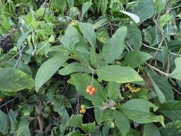 Image result for Psychotria kirkii