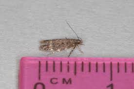 Image result for Bryotropha senectella