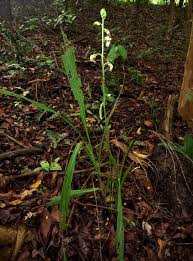 Image result for Eulophia monotropis