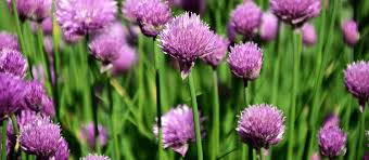 Check spelling or type a new query. Best Bee Friendly Flowers Herbs Soil Association
