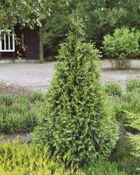 Der Riesen Lebensbaum Als Sichtschutz Und Als Solitar Immergrune Pflanzen Pflanzen Thuja