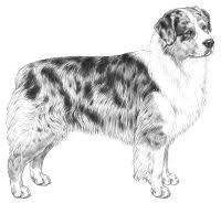 We have collected 35+ australian shepherd coloring page images of various designs for you to color. Fci Rasestandard Gruppe 1 Dog Drawing Dog Coloring Drawing Dogs