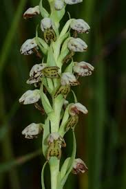 Image result for Brachycorythis buchananii