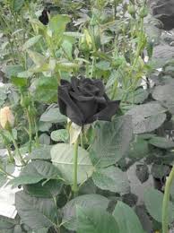 Bunga banyak dan cep at membesar. Ros Hitam Tanda Cinta Mati Kedai Bunga Temerloh Online Facebook