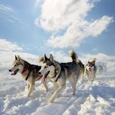 En partenariat avec animation service et motor 73 pour les quads. Chiens De Traineaux Balade En Traineaux A Chiens Et Conduite D Attelage La Plagne