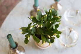 In this video, i give you a quick update on how my cacti are doing. Easter Cactus Tips On How To Grow And Care For A Tropical Houseplant On Gardenista
