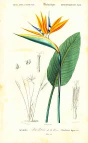 Drawing Bird Of Paradise Images 1861 Strelitzia Of The Queen Antique Engraving Hand Colored Original Antique Print Wall Art Home Decor Bir Of Paradise Flower Botanical Drawings Botanical Prints Botanical Illustration