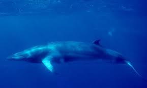 Common minke whale is the smallest of the rorquals. Minke Whale Wikipedia