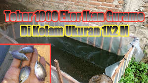 Tebar 1000 Ekor Ikan Gurame Di Kolam Plastik Ukuran 1 X 2 M Youtube
