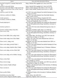 Image result for Agrocharis incognita