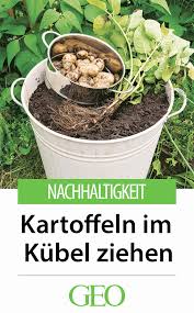 Praxistipp Kartoffeln Ganz Einfach Im Kubel Ziehen Kartoffeln Pflanzen Gemuse Pflanzen Gemuseanbau