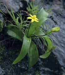 Image result for Hypoxis kilimanjarica