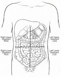 The sagittal, median and transverse planes pass through the navel and divide the abdominopelvic region into the following four quadrants Illustration Of Abdominal Quadrants Photograph By Science Source