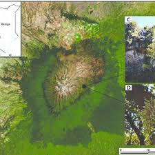 Image result for Sedum ruwenzoriense