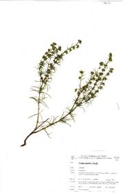 Image result for Vahlia