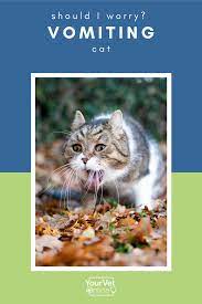 Why Is My Cat Vomiting Learn Why Cats Vomit Your Vet Online In 2020 Vets Cats Cat Health
